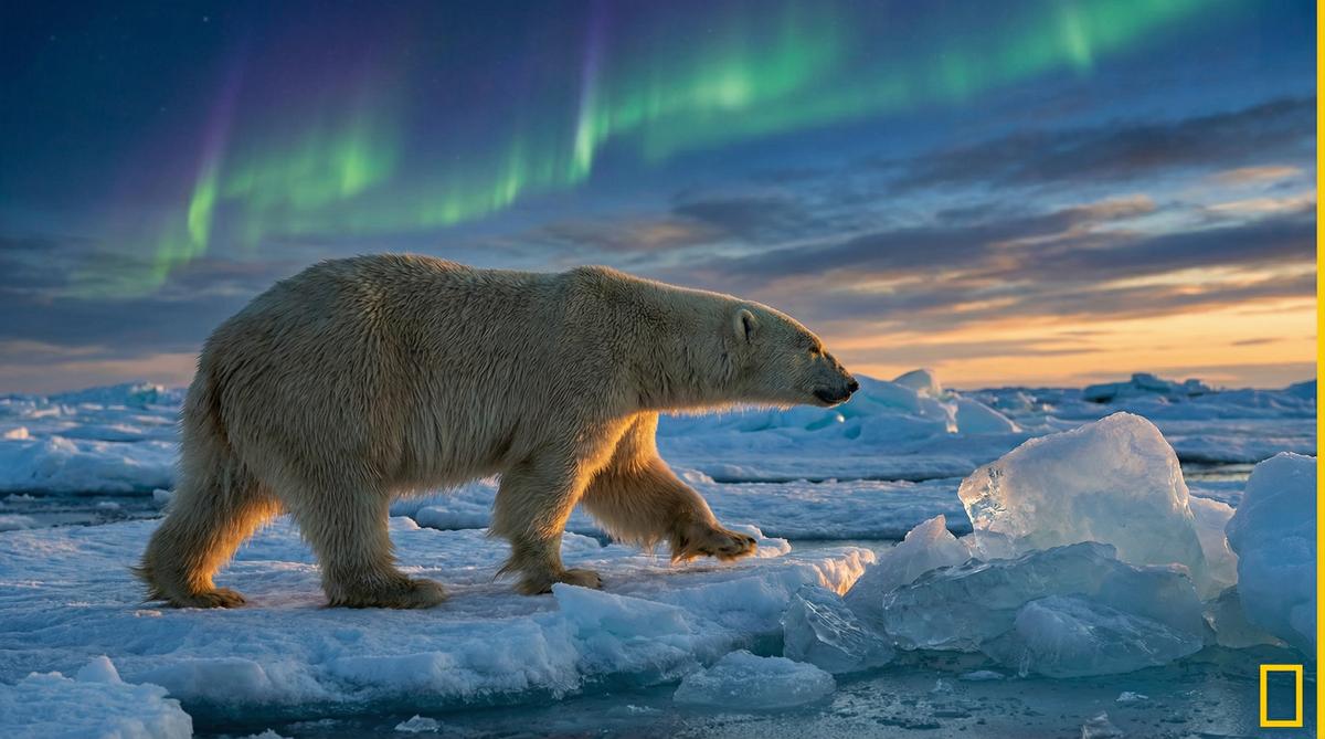 国产北极熊视频